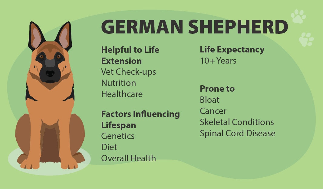 German Shepherd Health