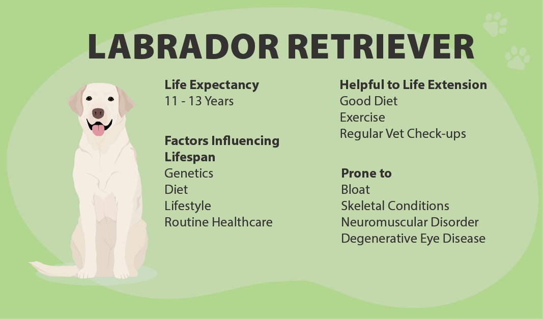 Labrador life span