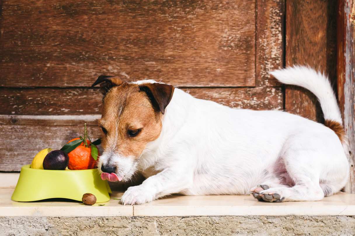 Dog eating fruit