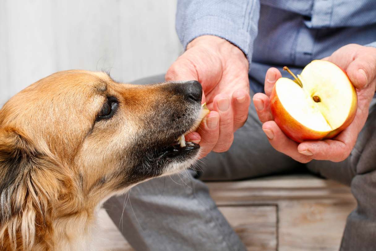 Apple slices for dogs hotsell