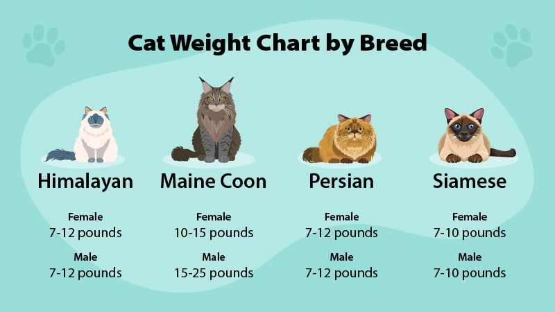 Cat Weight Chart by Breed