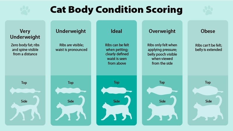 Cat Body Condition Scoring