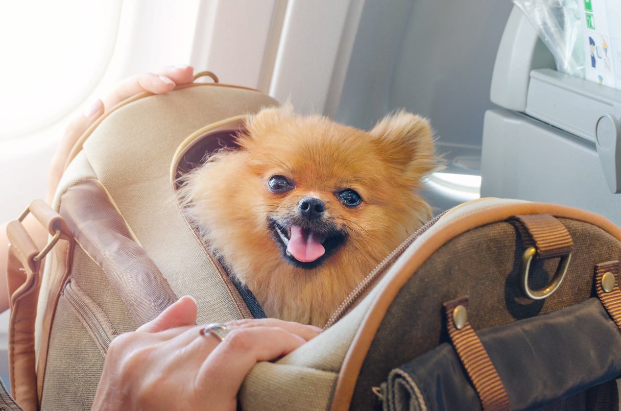 Pet Travel Guide: How to Fly Safely With Your Dog or Cat