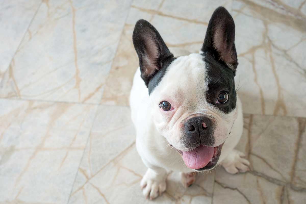 French bulldog sitting on tiled floor