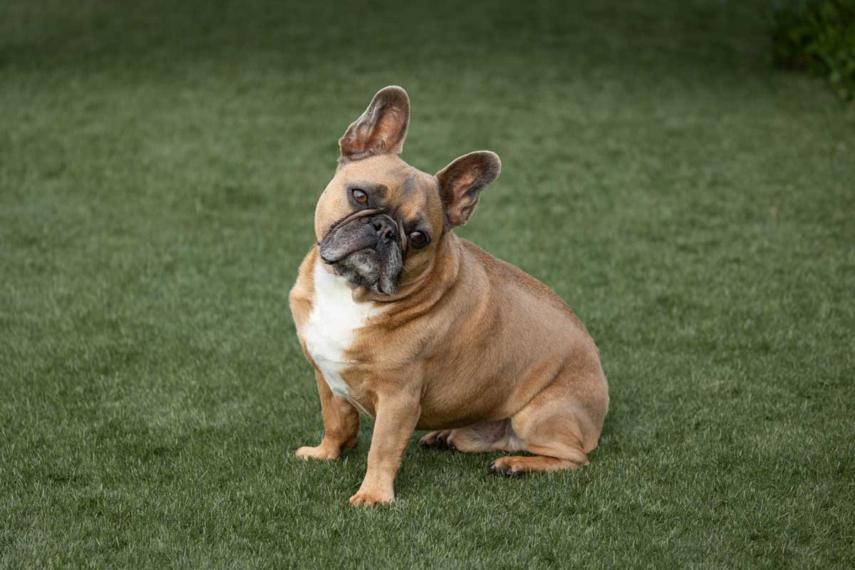 French bulldog sitting on grass