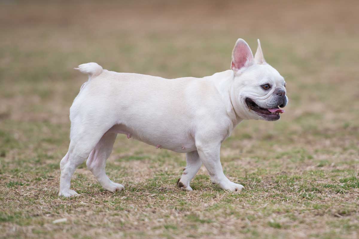 French bulldog walking on grass