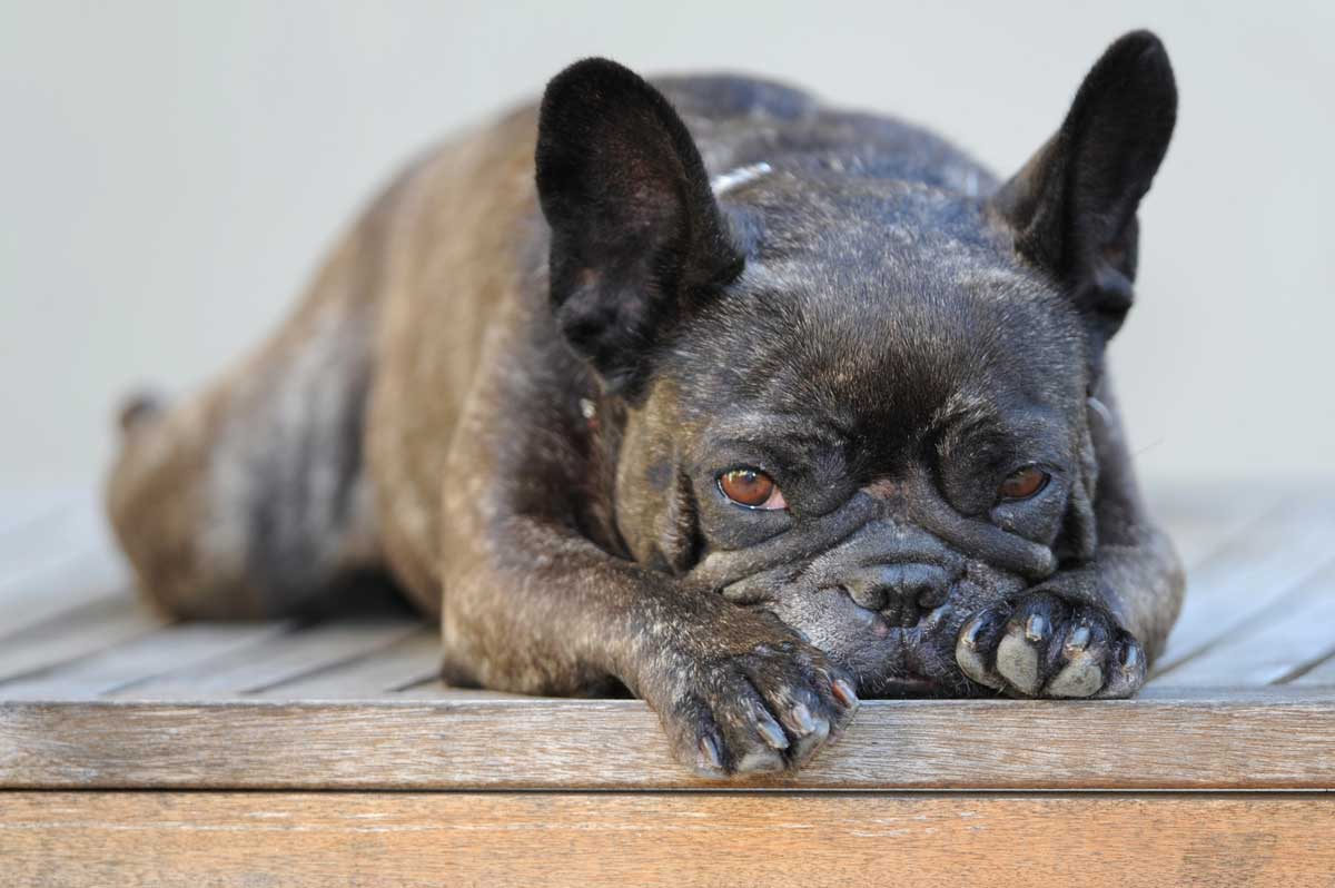 French bulldog laying down