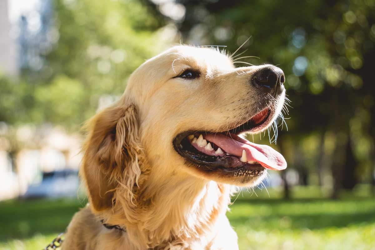 Golden retriever outside