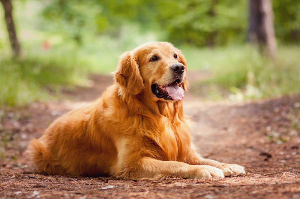 Golden retriever laying on the ground