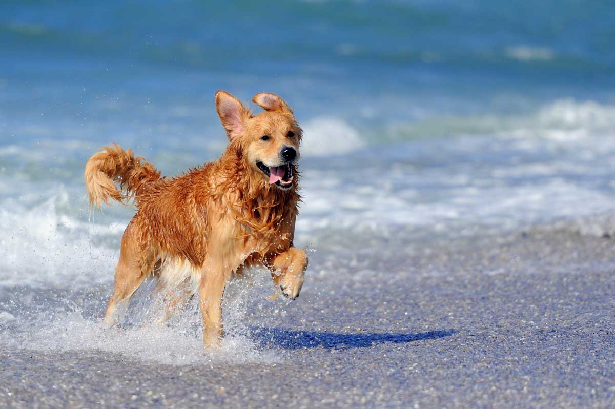 Dog running on the beach