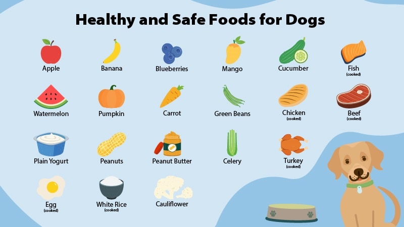 19 Healthy and Safe Foods You Can Feed Your Dog