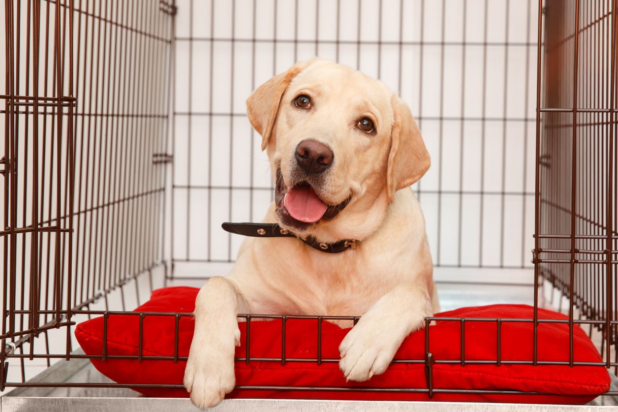A Step-by-Step Guide on House Training Your Dog