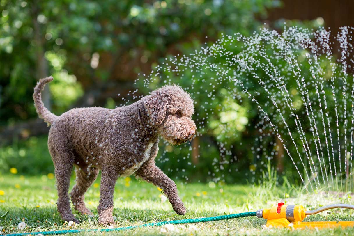 Dog playing in sprinklers