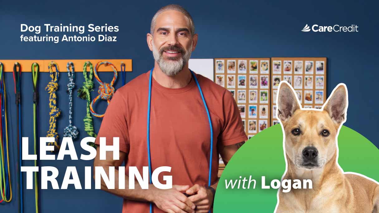 5 Steps to Help Leash Train Your Dog for Happy Walks