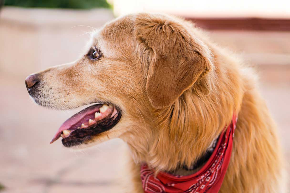 Close-up of a dog