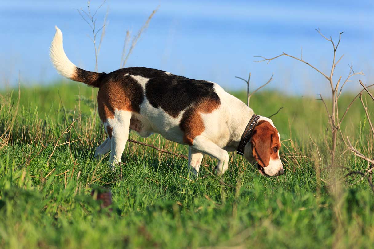 Beagle sniffing grass outside