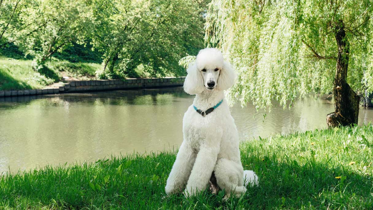 White poodle