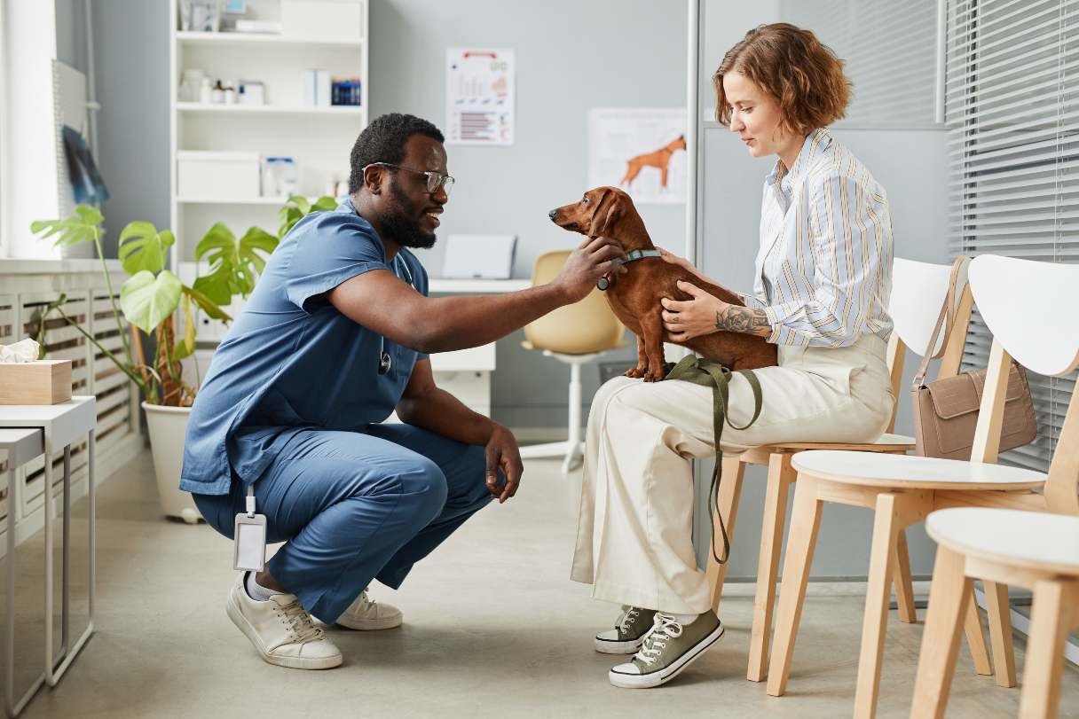 Vet assessing a daschund 