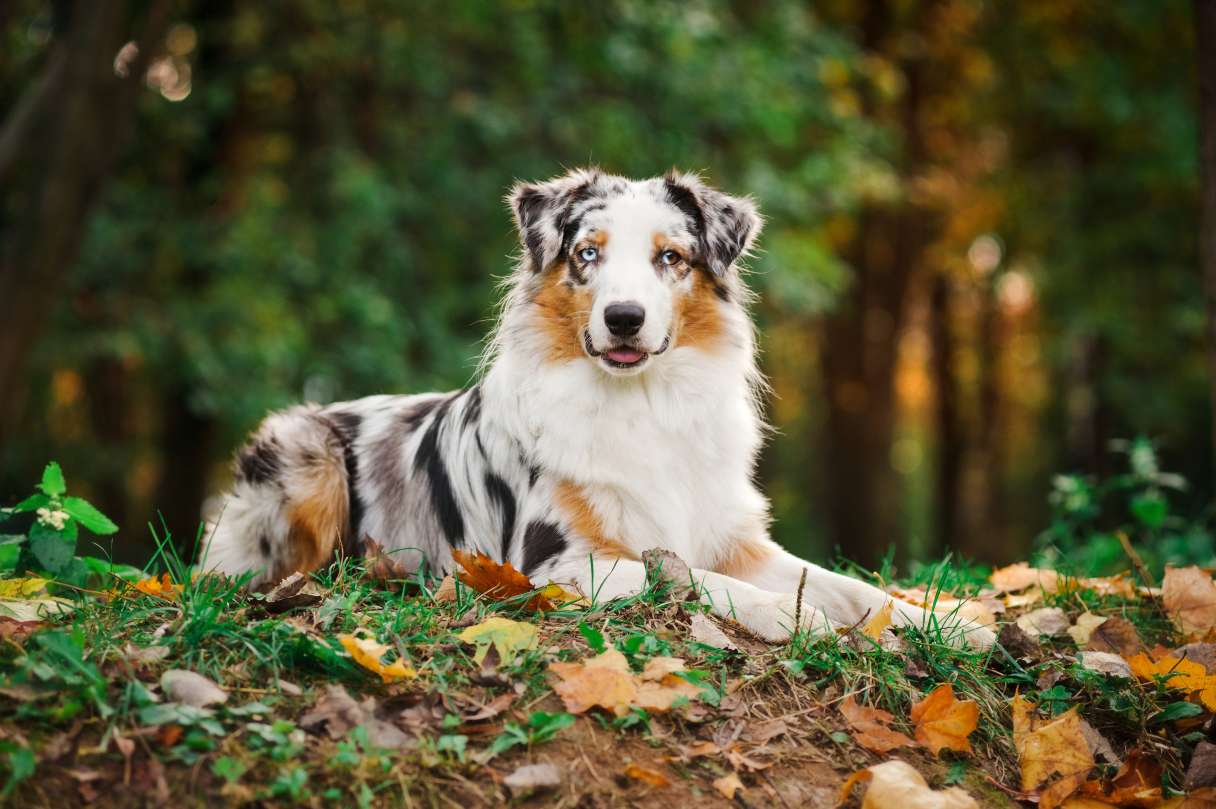 Australian Shepherd laying on grass