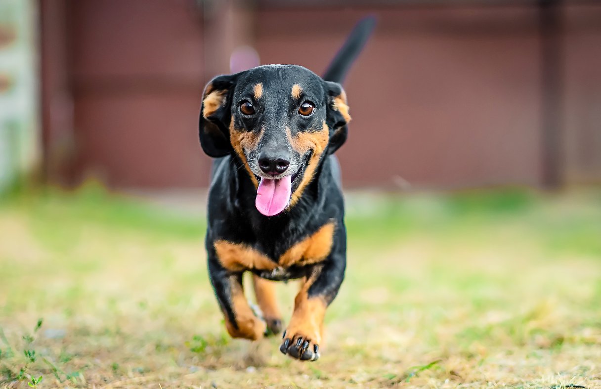 Dachshund running