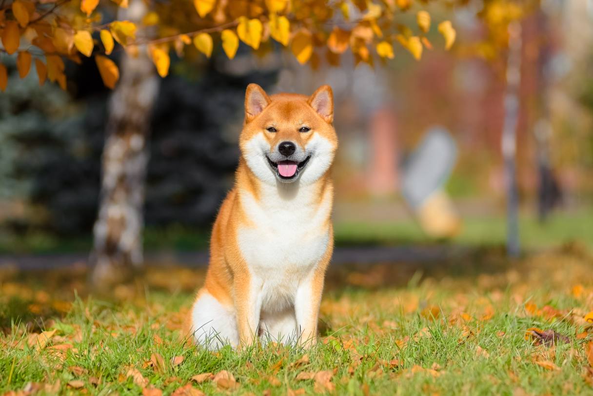 Shiba Inu sitting on grass