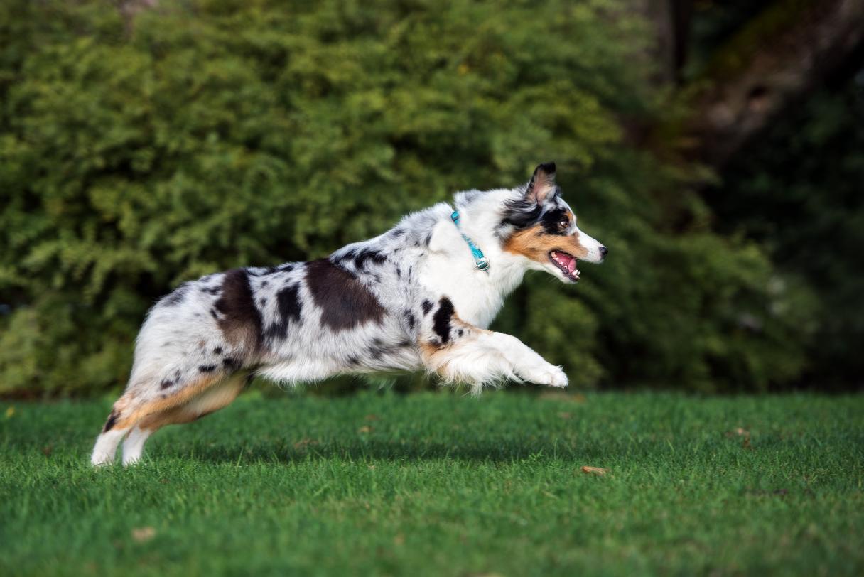 Australian Shepherd running outside