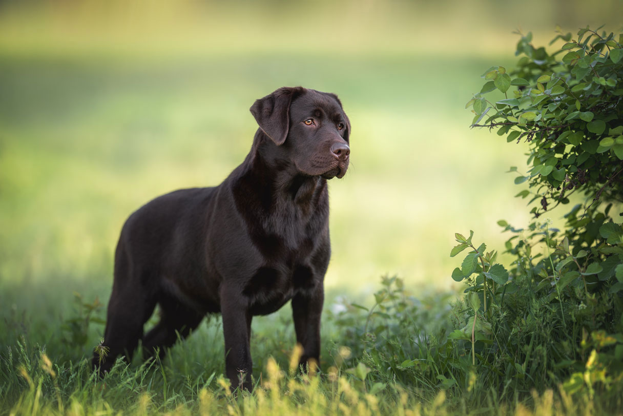 Chocolate labrador retriever