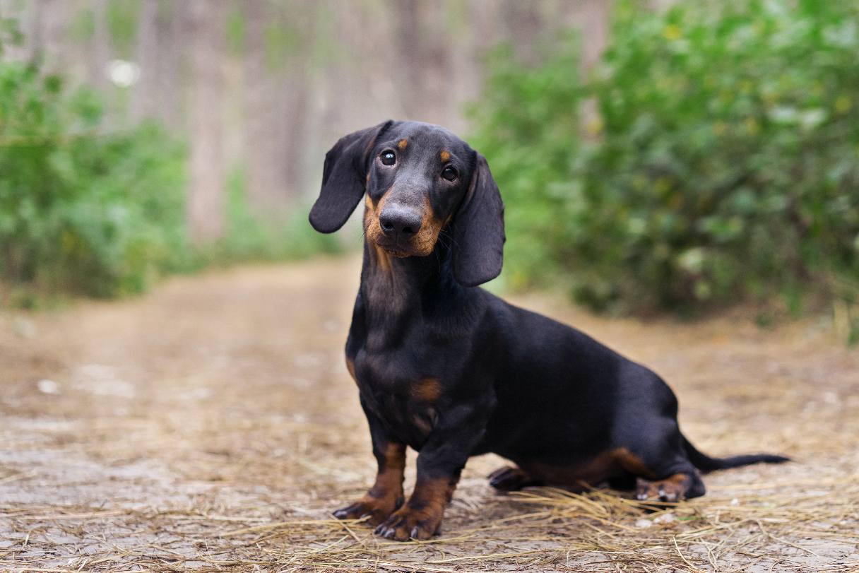 Dachshund sitting