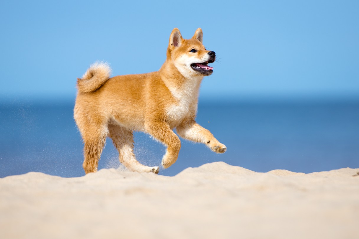 Shiba Inu on the beach