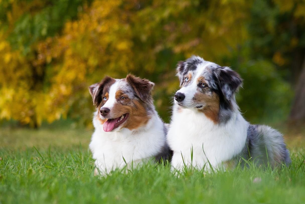 Two Australian Shepherds laying on grass