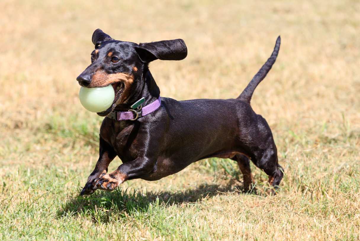 Dachshund playing with ball