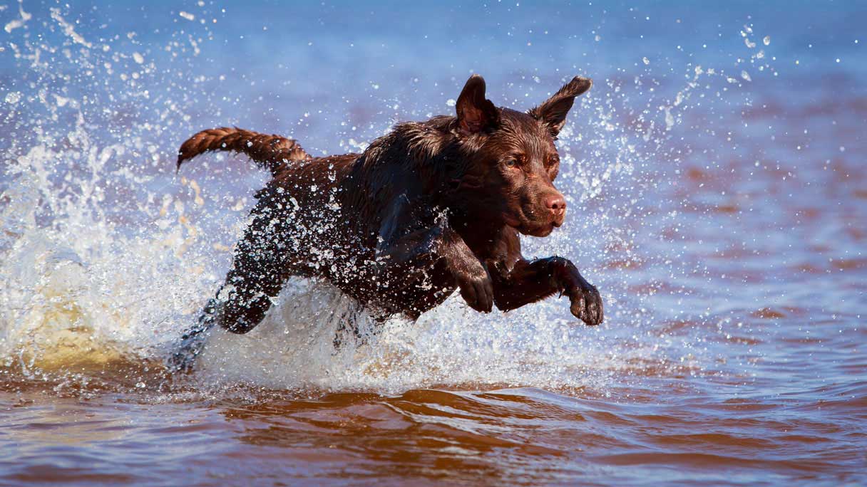 Labrador playing in water