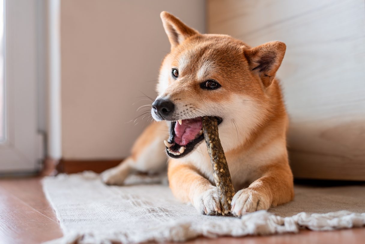 Shiba Inu on leash laying on ground outside