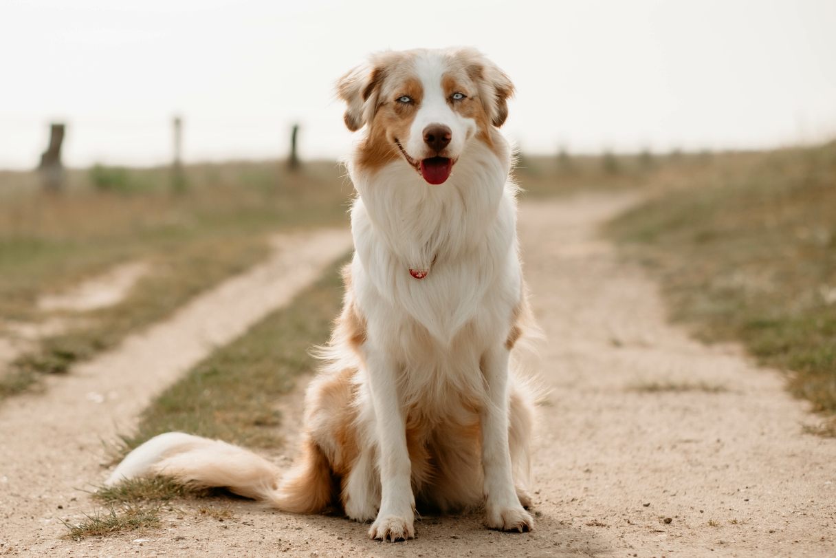 Australian Shepherd sitting on ground