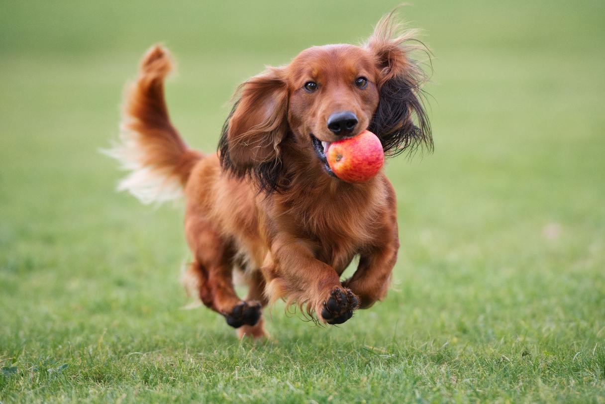 Dachshund running with apple in its mouth