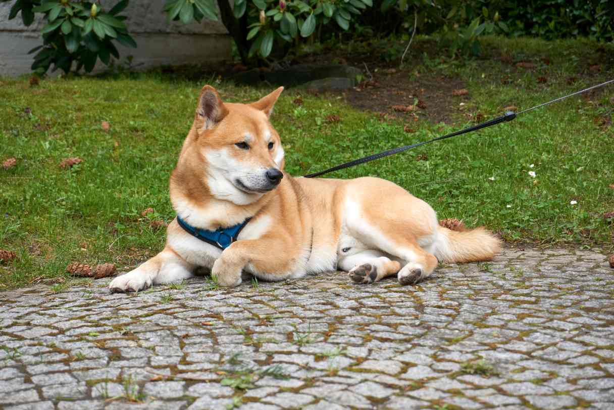 Shiba Inu chewing on treat stick