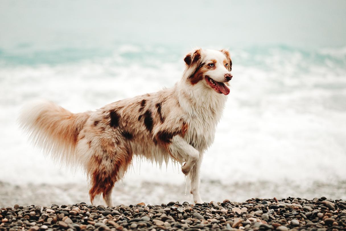 Australian Shepherd running on beach