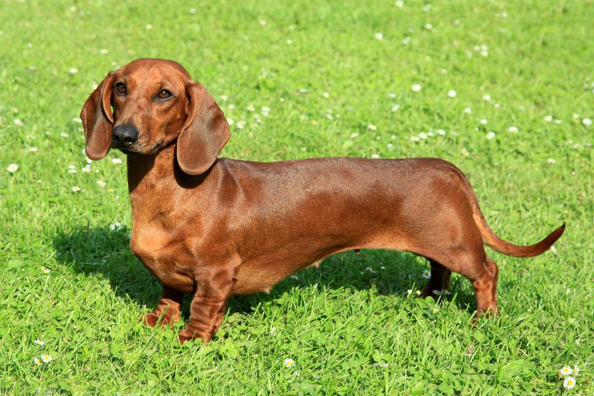 Dachshund standing in grass