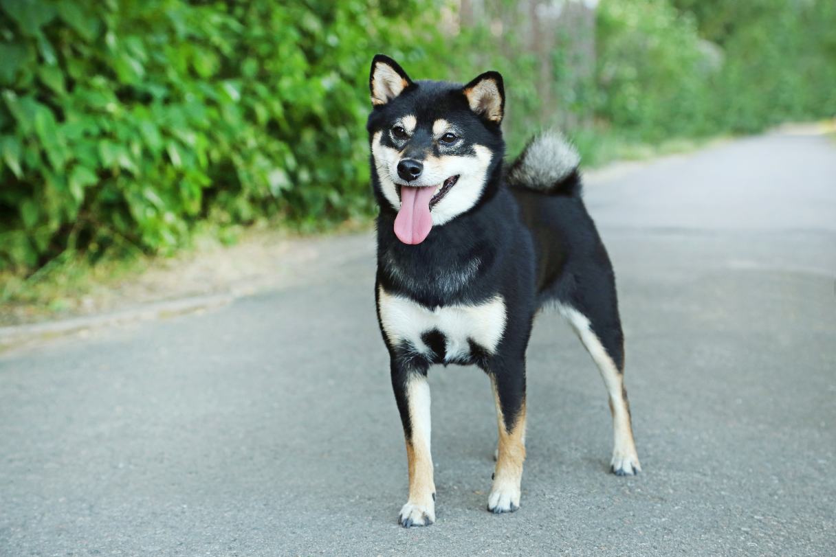 Shiba Inu walking on asphalt