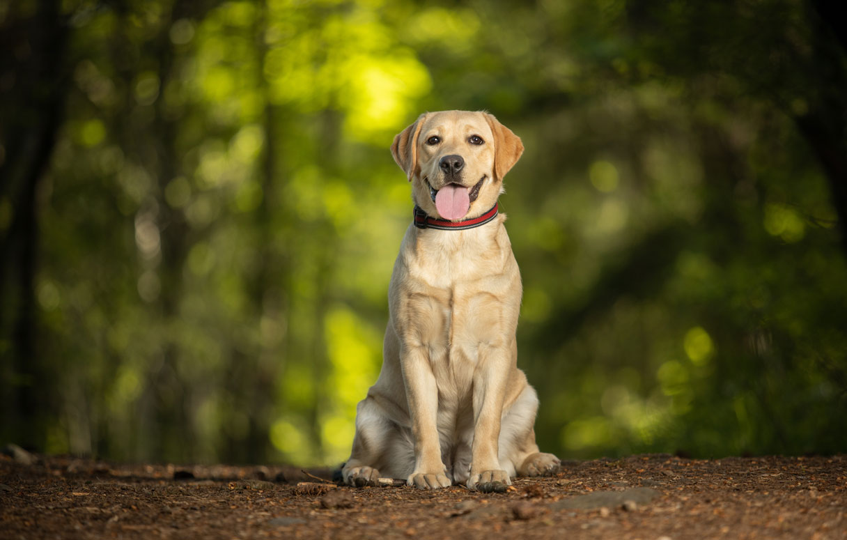 Yellow lab sitting on ground