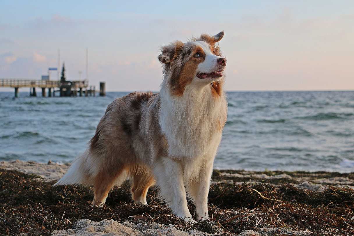 Australian Shepherd standing on beach