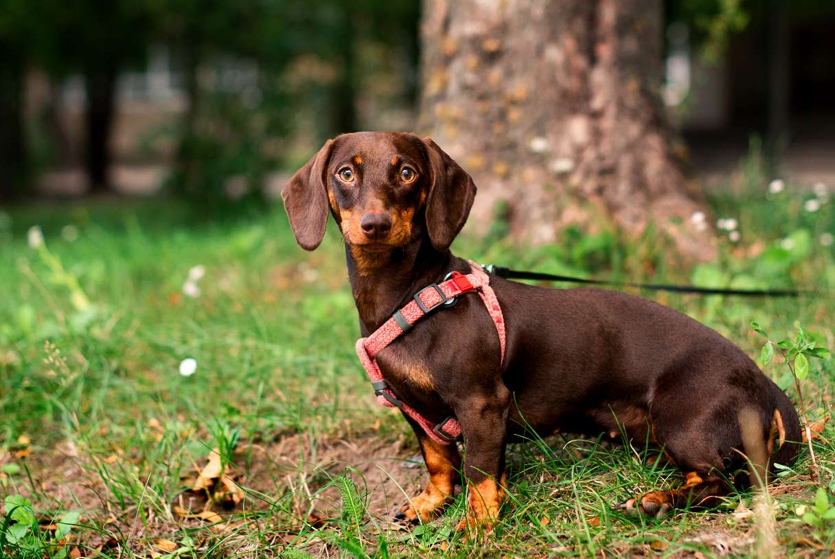 Dachshund on leash in grass