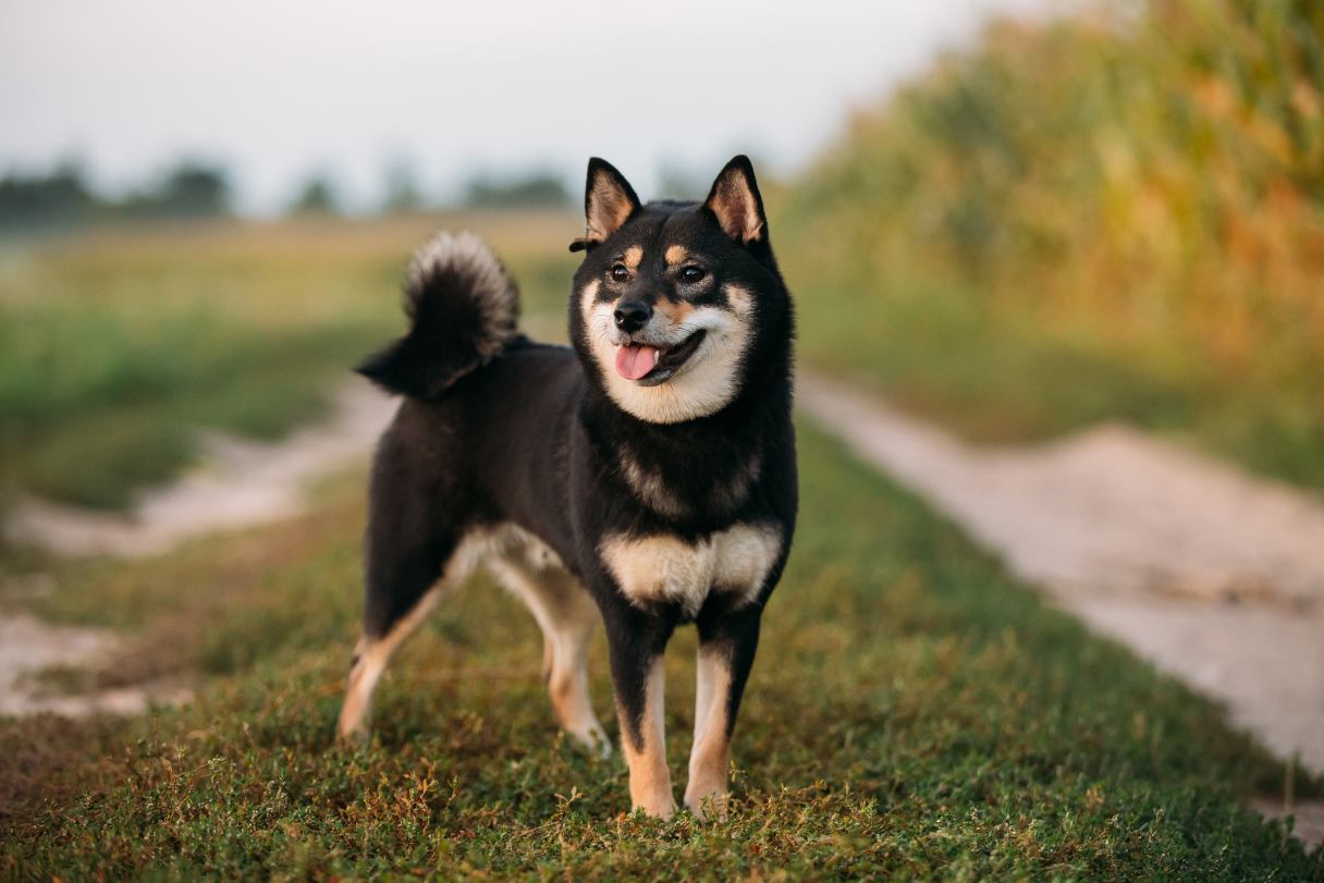 Shiba Inu standing on grass