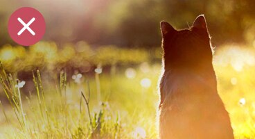 Cat in field