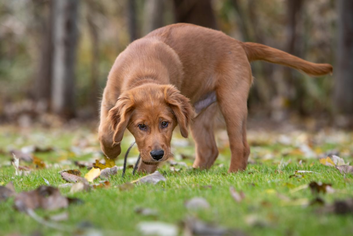 Tapeworms in Dogs: Diagnosis, Treatment and Prevention