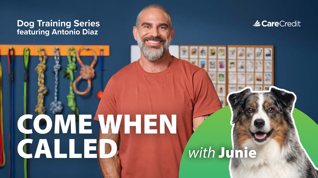 Recall Training Guide: Teaching a Dog to Come When Called