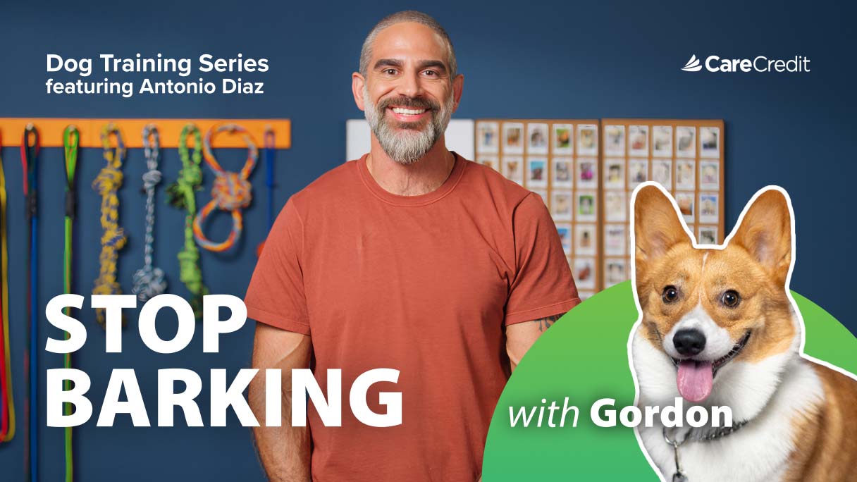 Why Dogs Bark — and What You Can Do About It