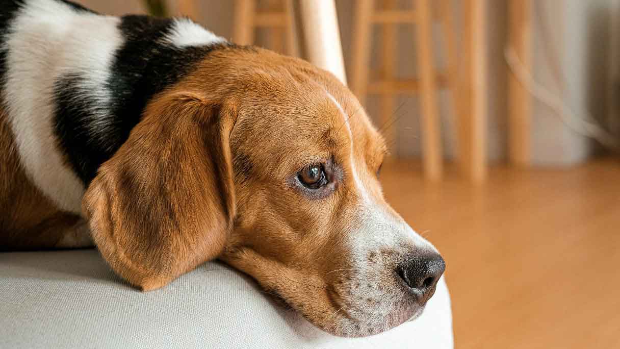 what does a cancerous tumor in a dog feel like