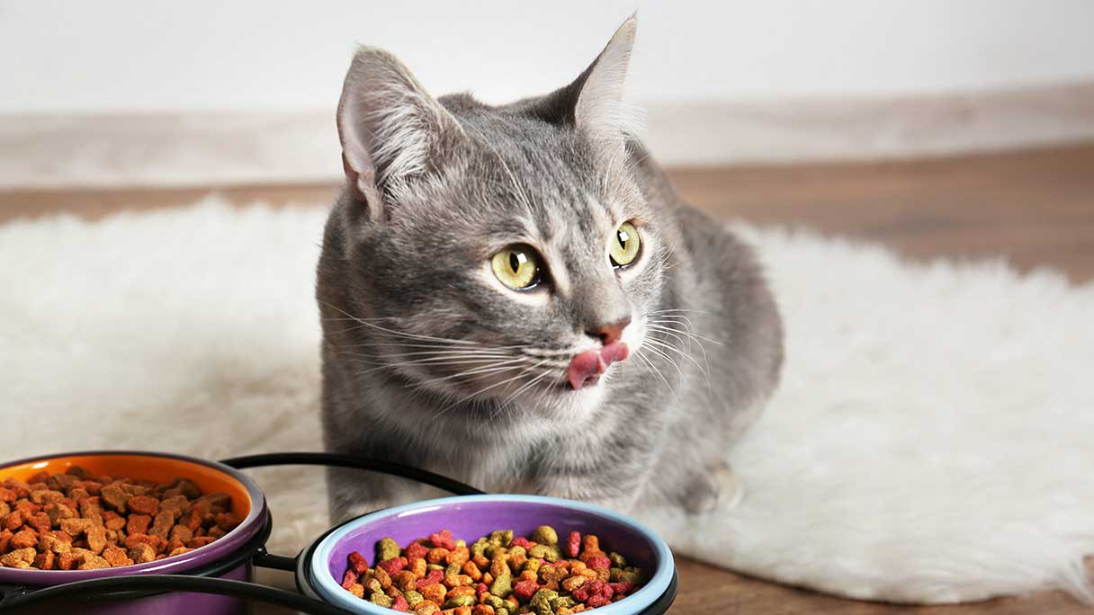 Wet Vs Dry Cat Food Which Is Best For Your Cat CareCredit