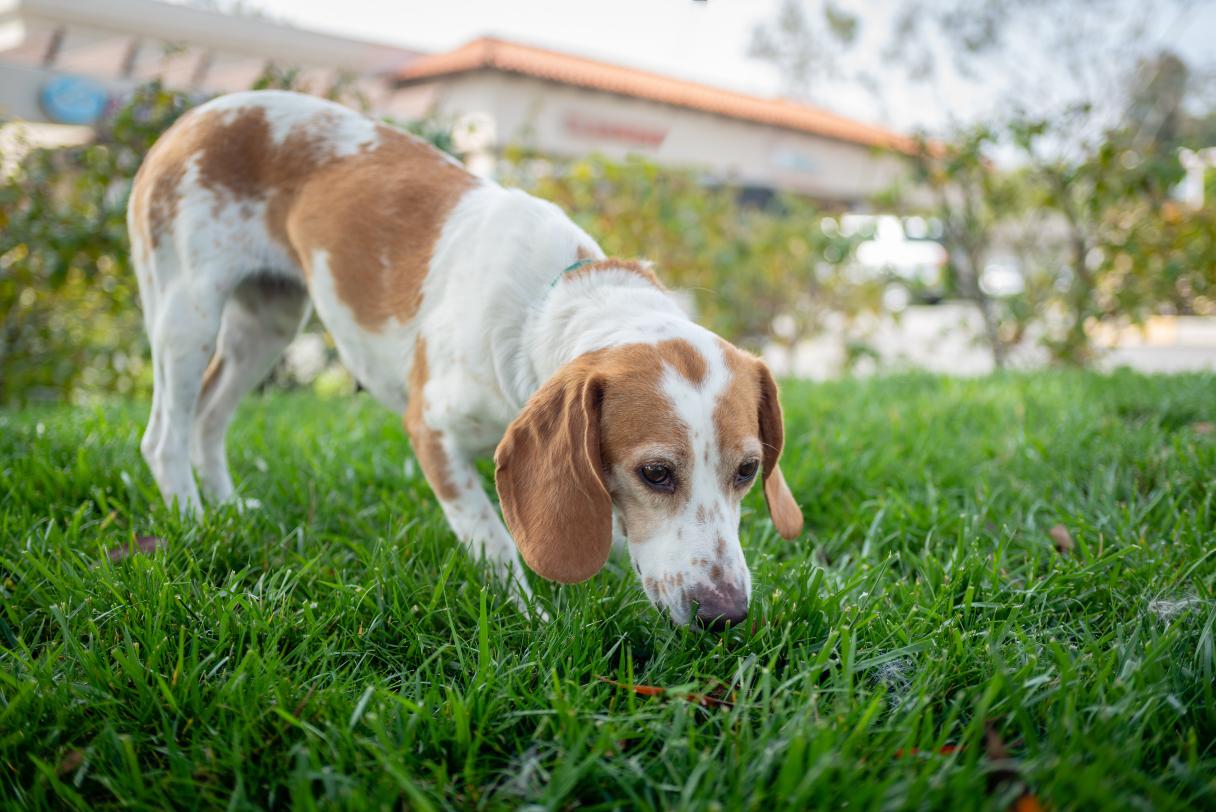 Whipworms in Dogs: Symptoms, Treatment and Prevention